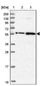 Anti-ZNF436 Antibody