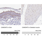 Anti-CAMSAP3 Antibody