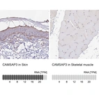 Anti-CAMSAP3 Antibody