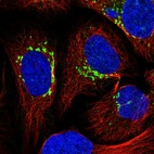 Immunofluorescent staining of human cell line U-2 OS shows localization to the Golgi apparatus.