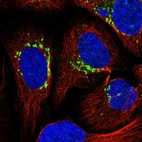 Immunofluorescent staining of human cell line U-2 OS shows localization to the Golgi apparatus.