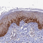 Anti-FASTKD5 Antibody