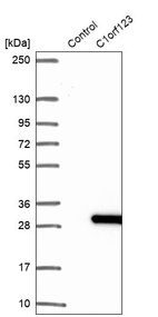 Western blot analysis in control (vector only transfected HEK293T lysate) and C1orf123 over-expression lysate (Co-expressed with a C-terminal myc-DDK tag (~3.1 kDa) in mammalian HEK293T cells, LY413470).
