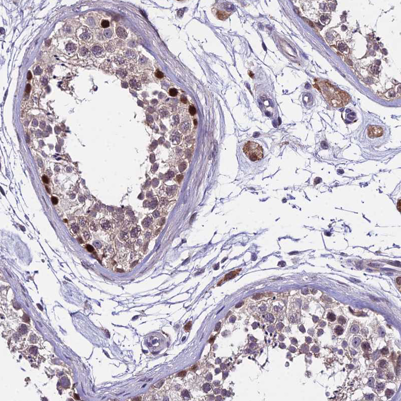 Anti-TRIML2 Antibody