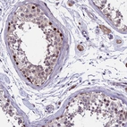 Anti-TRIML2 Antibody