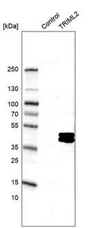 Western blot analysis in control (vector only transfected HEK293T lysate) and TRIML2 over-expression lysate (Co-expressed with a C-terminal myc-DDK tag (~3.1 kDa) in mammalian HEK293T cells, LY406464).