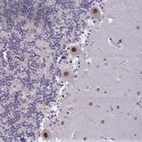 Anti-C2orf49 Antibody