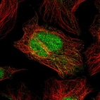 Immunofluorescent staining of human cell line U-2 OS shows localization to nucleoplasm & mitochondria.