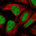 Immunofluorescent staining of human cell line U-2 OS shows localization to nucleoplasm.