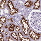 Immunohistochemical staining of human kidney shows strong positivity in apical membrane in cells in proximal tubules.