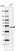 Anti-VPS13B Antibody