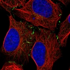 Immunofluorescent staining of human cell line U-2 OS shows localization to cell junctions.