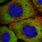 Anti-EIF4G1 Antibody