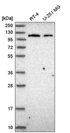 Anti-JAK2 Antibody