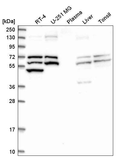 Anti-TXNRD1 Antibody