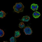 Anti-HORMAD2 Antibody