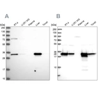 Anti-HADH Antibody