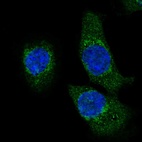 Immunofluorescent staining of human cell line A-431 shows localization to nucleoplasm & mitochondria.
