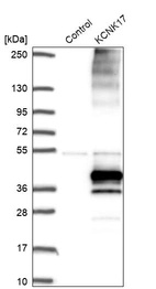 Western blot analysis in control (vector only transfected HEK293T lysate) and KCNK17 over-expression lysate (Co-expressed with a C-terminal myc-DDK tag (~3.1 kDa) in mammalian HEK293T cells, LY410506).