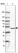 Anti-PPME1 Antibody