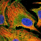 Immunofluorescent staining of human cell line U-2 OS shows localization to plasma membrane & cytosol.