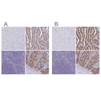 Immunohistochemical staining of human cerebral cortex, duodenum, lymph node and small intestine using Anti-PLCB3 antibody HPA043907 (A) shows similar protein distribution across tissues to independent antibody HPA039279 (B).
