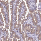 Immunohistochemical staining of human duodenum shows moderate cytoplasmic positivity in glandular cells.
