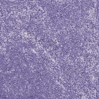 Immunohistochemical staining of human lymph node shows no positivity in non-germinal center cells as expected.