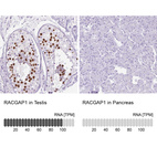 Anti-RACGAP1 Antibody