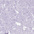 Immunohistochemical staining of human Pancreas shows no nuclear positivity in exocrine glandular cells as expected.