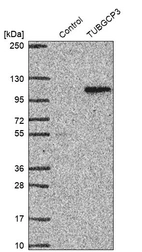 Western blot analysis in control (vector only transfected HEK293T lysate) and TUBGCP3 over-expression lysate (Co-expressed with a C-terminal myc-DDK tag (~3.1 kDa) in mammalian HEK293T cells, LY416715).