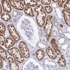 Immunohistochemical staining of human kidney shows strong granular cytoplasmic positivity in cells in proximal tubules.