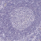 Immunohistochemical staining of human lymph node shows no positivity in germinal center cells as expected.