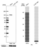 Western blot analysis in human cell lines HeLa and U-251MG using Anti-PC antibody. Corresponding PC RNA-seq data are presented for the same cell lines. Loading control: Anti-GAPDH.