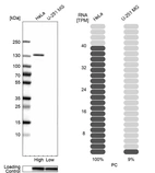 Western blot analysis in human cell lines HeLa and U-251MG using Anti-PC antibody. Corresponding PC RNA-seq data are presented for the same cell lines. Loading control: Anti-GAPDH.