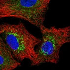 Immunofluorescent staining of human cell line A549 shows localization to mitochondria.