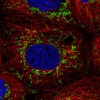 Immunofluorescent staining of human cell line A-431 shows localization to mitochondria.
