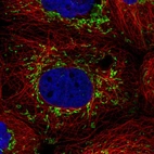 Immunofluorescent staining of human cell line A-431 shows localization to mitochondria.