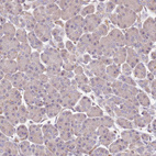 Immunohistochemical staining of human pancreas shows no positivity in exocrine glandular cells as expected.