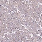 Immunohistochemical staining of human pancreas shows no positivity in exocrine glandular cells as expected.