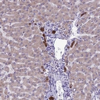 Anti-RPS26 Antibody