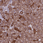 Immunohistochemical staining of human pancreas shows strong cytoplasmic positivity in exocrine glandular cells.