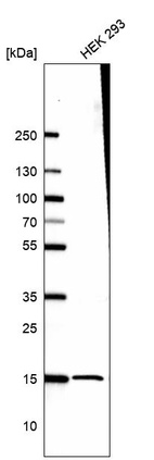 Western blot analysis in human cell line HEK 293.