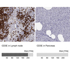 Anti-CD3E Antibody