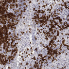 Anti-CD3E Antibody