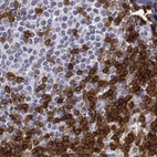 Immunohistochemical staining of human lymph node using Anti-CD3E antibody HPA043955.
