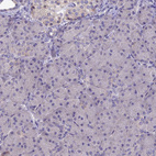 Immunohistochemical staining of human pancreas shows no positivity in exocrine glandular cells as expected.