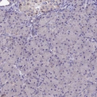 Immunohistochemical staining of human pancreas shows no positivity in exocrine glandular cells as expected.