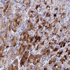 Anti-DRGX Antibody