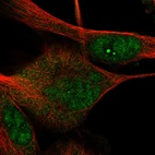 Immunofluorescent staining of human cell line U-251 MG shows localization to nucleus & nucleoli fibrillar center.